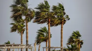 Foto de archivo de palmeras batidas por el viento