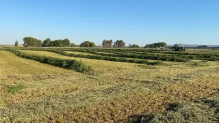 Los altos costes, el calor y la sequía hacen prever una caída del 25% en la cosecha de alfalfa