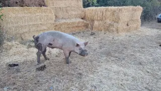 Uno de los cerdos atacados en Santiuste de Pedraza (Segovia).