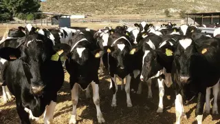 Las últimas vacas lecheras de Teruel, en la explotación ganadera de Alcorisa.