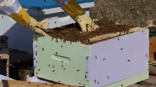 Una colmena de abejas, en una imagen de archivo.