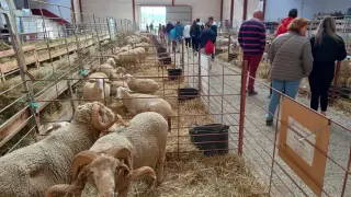 Lotes de ganado ovino en el reciento ferial de Cedrillas.