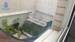 Plantación de marihuana en un piso del barrio de las Delicias.