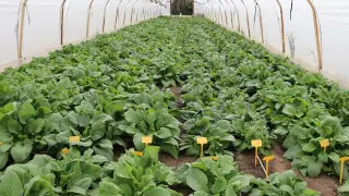 Cultivos de borraja bajo invernadero en los que se realizan ensayos para disponer de soluciones con las que enfrentarse al hongo del suelo.
