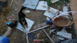 Los Mossos encontraron perros sin vida y en estado de descomposición.