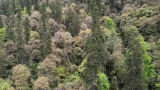 Un árbol de 83,2 metros de altura ha sido hallado recientemente en el Tíbet