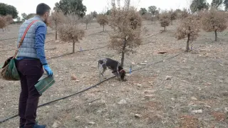 Un truficultor de Sarrión adiestra a su perro para buscar trufas en un campo ya preparado para recibir el riego.