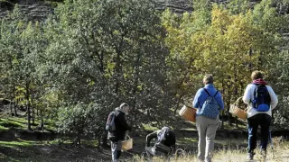 Los boletus y los rebollones son las especies más comunes en Aragón