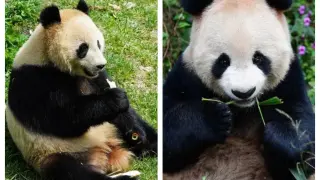 Soraya, una hembra nacida en 2019, y Suhail, un macho nacido en 2018 son los primeros pandas de Catar