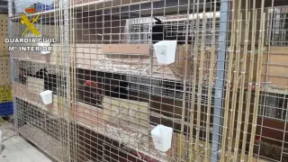 Detenido un veterinario por cortar ilegalmente crestas a gallos