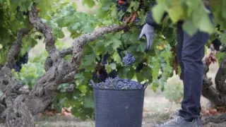 Recolección de la uva en un viñedo de la Denominación de Origen Campo de Borja.