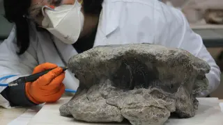 Hallazgo de nuevos fósiles de un gran dinosaurio saurópodo por parte de la Fundación Conjunto Paleontológico de Teruel-Dinópolis.