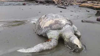 Uno de los ejemplares muertos encontrados en Panamá
