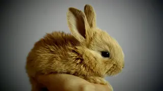 Conejo. gsc
