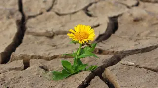 Una flor emerge de la tierra cuarteada por la sequía