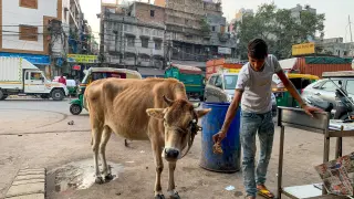 Un joven da de comer a una vaca en el sur de Nueva Delhi.
