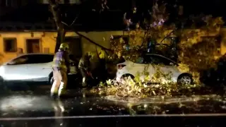 Árbol caído en la avenida La Jota de Zaragoza