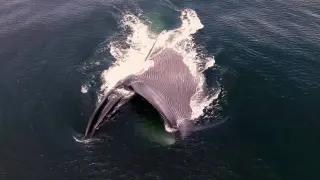 Una ballena azul se alimenta de kril en la costa de California.