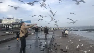 Una joven da de comer a las gaviotas en una de las playas de Odesa
