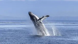 Las ballenas, en peligro de extinción.