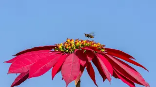 Foto de archivo de una abeja en una flor