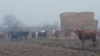 Un grupo de las vacas bravas situadas en la finca de Alfajarín que van a trasladar a Muniesa, donde serán analizadas.