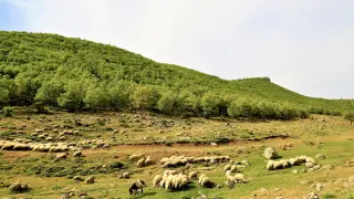 Un estudio en el que participa la Universidad de Zaragoza analiza el efecto del pastoreo en las tierras más secas.