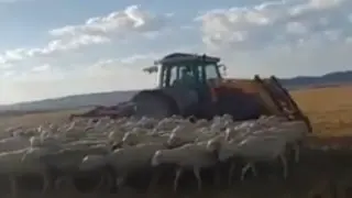 Una captura de la grabación que hizo el pastor con su móvil cuando el tractor perseguía al rebaño.
