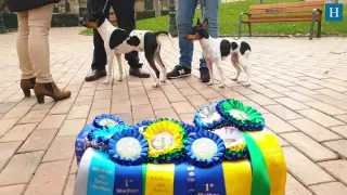 Dos perros aragoneses, campeones del mundo en Brasil