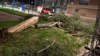 Los bomberos tuvieron que podar y trocear los dos pinos que se cayeron en el parque de San Martín de Huesca.
