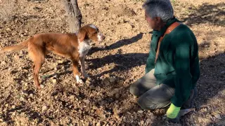 Un perro busca trufa en Torre de las Arcas