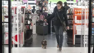 Un perro en una tienda en Zaragoza.