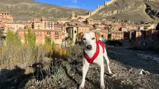 El perro turista Pipper, en Albarracín.