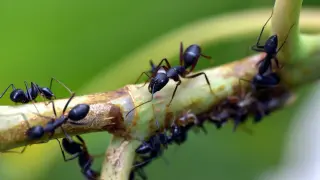 Las hormigas no han alterado su comportamiento ante el cambio climático.
