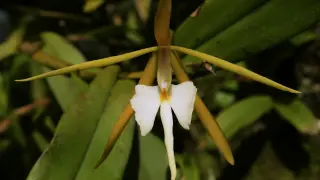 La orquídea 'dama de noche', en peligro de extinción.