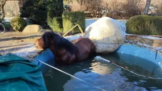 Rescate de un caballo caído dentro de una piscina en una finca particular de La Seu d'Urgell.