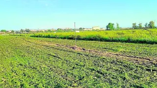 Ensayos de cultivos en el proyecto SOS suelo impulsado por el CITA.