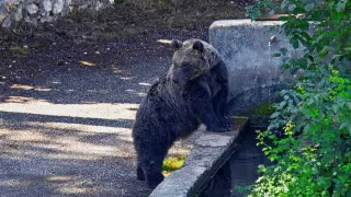 Juan Carrito, oso icono del Parque Nacional de Los Abruzos
