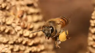 La abeja europea, Apis mellifera, sale volando tras recolectar el polen.