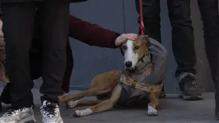 Protesta por excluir perros de caza de la ley de bienestar animal
