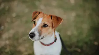 Un perro de la raza Jack Russell Terrier, en una imagen de archivo