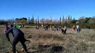 Más de 50 personas participaron en la última plantación de Valdespartera, celebrada el 21 de enero