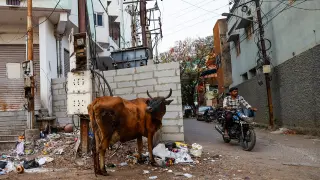 Una vaca, animal sagrado en la India, en una calle de Nueva Delhi.