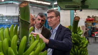 Alberto Núñez Feijóo durante su visita a una empresa empaquetadora de plátanos en La Palma.