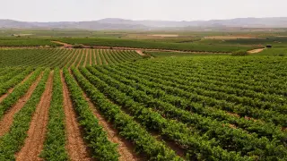 Vista panorámica de los viñedos integrados en la Denominación de Origen Cariñena que se extienden por más de 14.000 hectáreas.