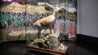 El animal disecado que se exhibe en el Centro de Visitantes de Torla.