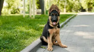 perro pastor alemán gsc
