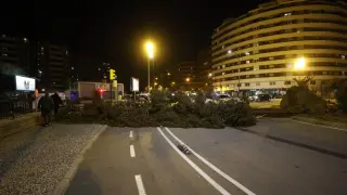 El fuerte viento ha derribado un árbol de gran porte en el camino de las Torres de Zaragoza
