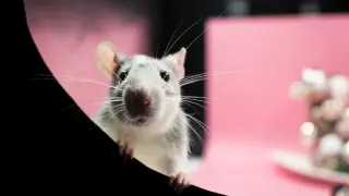 Foto de recurso de un roedor