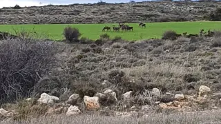Una manada de ciervos se alimenta en un campo de Bronchales.